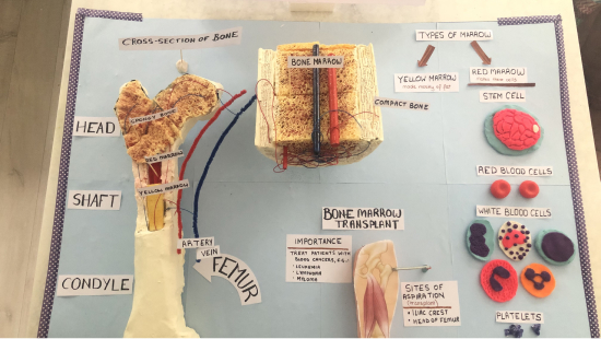 3D artwork showing cross-section of bone marrow and cells