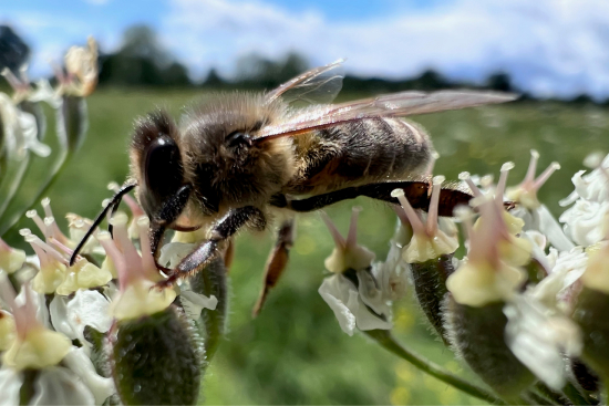 Western honey bee on cow parsley