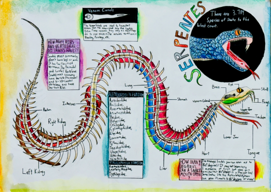 Anatomical specimen drawing of snake