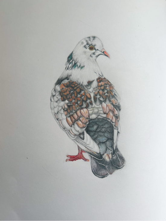 Drawing of rock dove looking over its shoulder