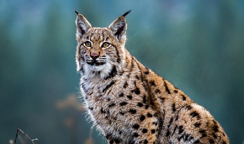 Everything you need to know about lynx