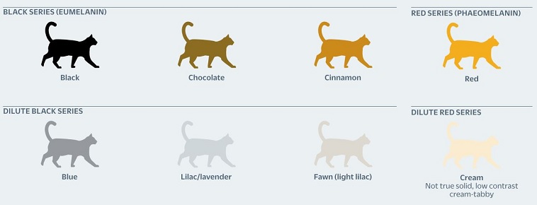Guide to House Cat Coat Color and Patterns