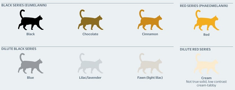 Cat Genetics: A Progressive Look at Coat Colors & Patterns - Tails & Tips