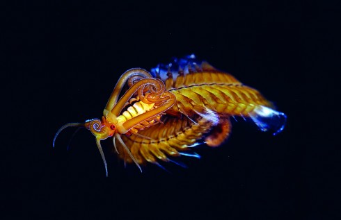 Polychaete Worm Credit Alexander Semenov thumb