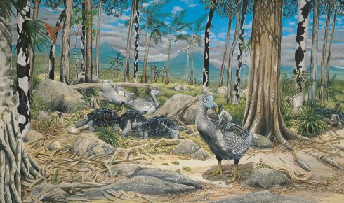 resize Dodo dry forest scene