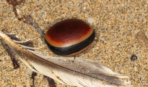 BEACH hamburger