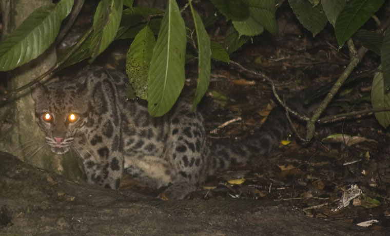 Borneo clouded leopard hompage