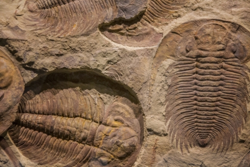 The Trilobite Tales