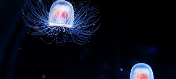 Everlasting life: the ‘immortal’ jellyfish